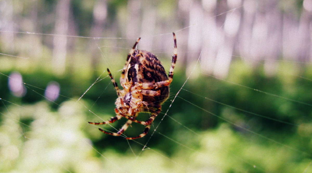 ... ����� J.G.Ch.  �� PhotoGeek.ru #����� #�������� ���