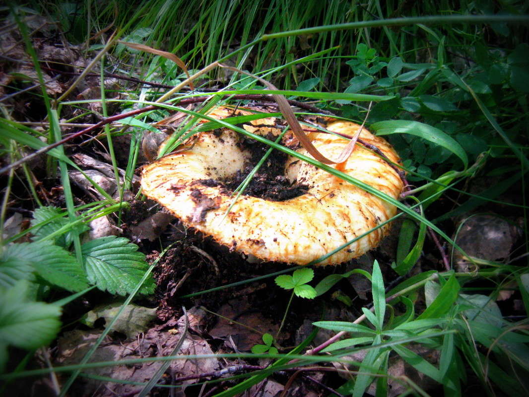 ... ����� J.G.Ch.  �� PhotoGeek.ru #����� #����� ��������������