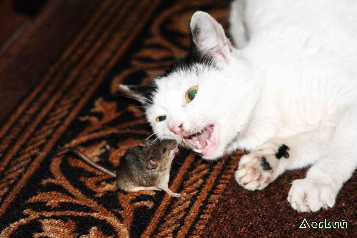 ��������� ����� ������ ˸���� �� PhotoGeek.ru #�������� ���