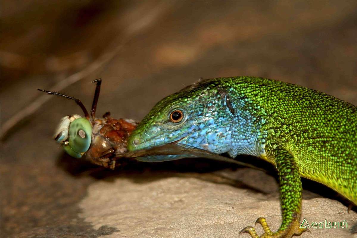 ������� ������������� ����� ������ ˸���� �� PhotoGeek.ru #�������� ���