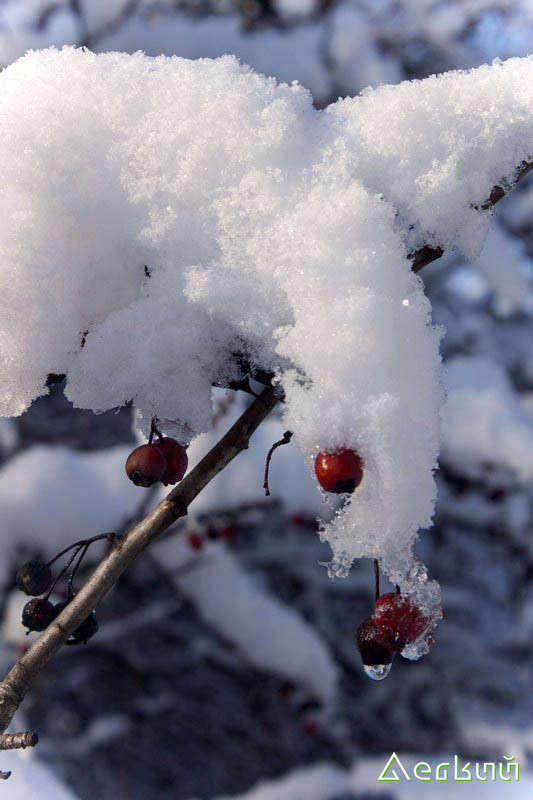 ���� ����� ������ ˸���� �� PhotoGeek.ru #������ ��� �������