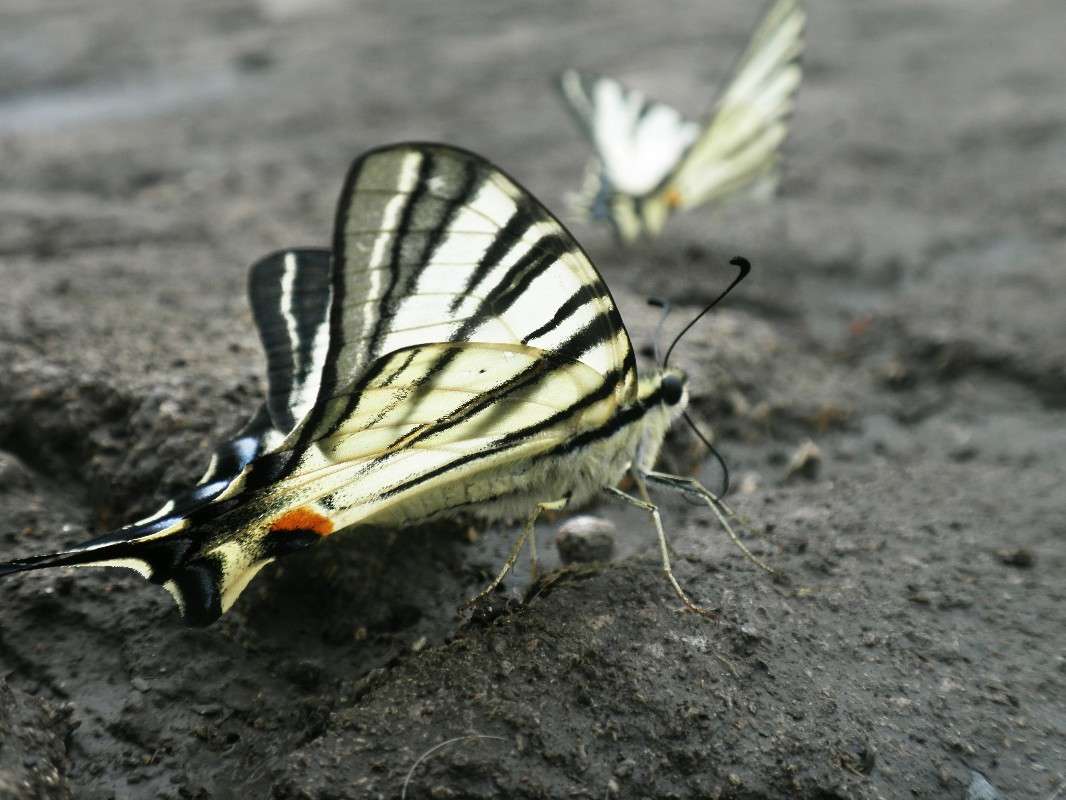 ������� ����� Victoria Juravleva �� PhotoGeek.ru #�������� ���