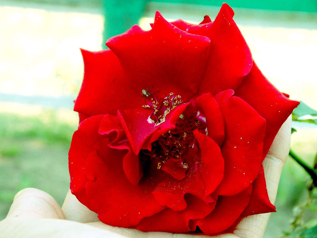 the flower of love ����� Arina Kolomiecz �� PhotoGeek.ru #����� #������ ��� �������