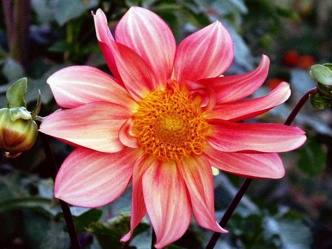 summer ����� Arina Kolomiecz �� PhotoGeek.ru #����� #������ ��� ������� #����� ��������������