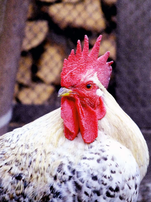 dandy ����� Arina Kolomiecz �� PhotoGeek.ru #�������� ��� #�������