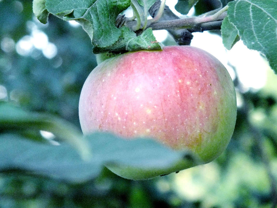 apple ����� Arina Kolomiecz �� PhotoGeek.ru #����� #������ ��� ������� #����� ��������������