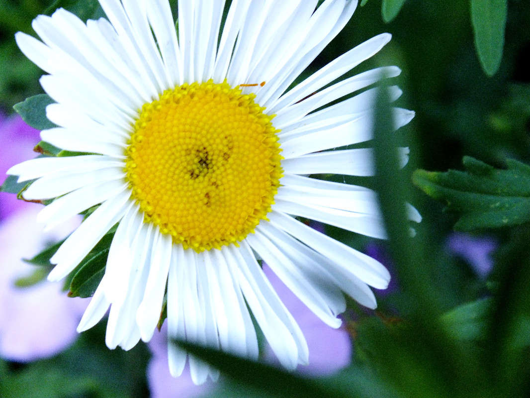 camomile ����� Arina Kolomiecz �� PhotoGeek.ru #������ ��� ������� #����� ��������������