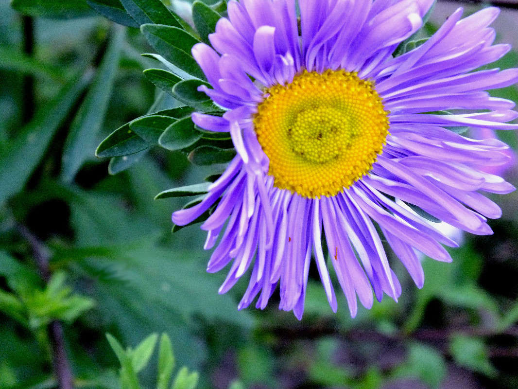 purple joy ����� Arina Kolomiecz �� PhotoGeek.ru #������ ��� ������� #����� ��������������