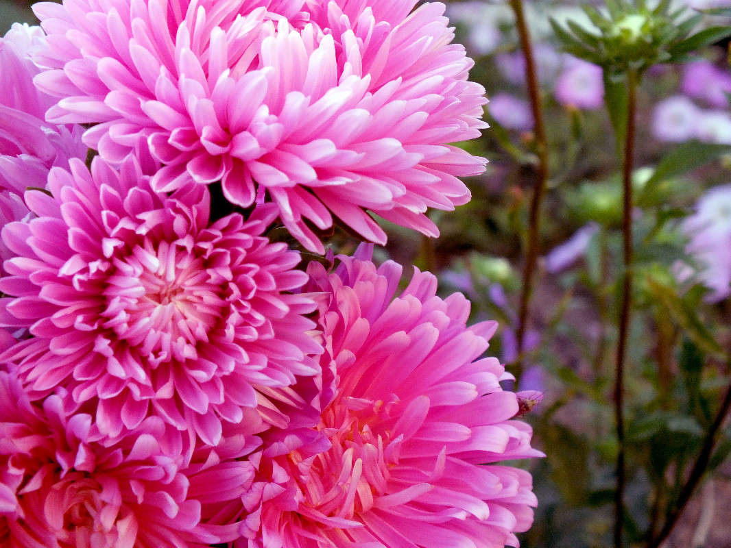 asters color of romance ����� Arina Kolomiecz �� PhotoGeek.ru #������ ��� ������� #����� ��������������