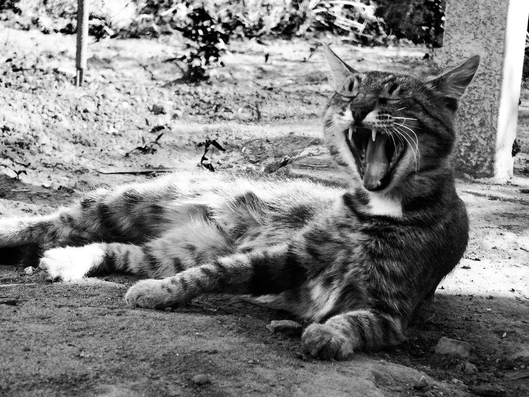 Archibald-Severe cat ����� Arina Kolomiecz �� PhotoGeek.ru #�������� ��� #�������� ��� #�����-�����