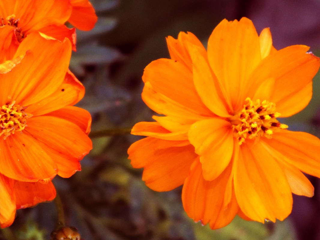 the autumnal hues ����� Arina Kolomiecz �� PhotoGeek.ru #����� #������ ��� ������� #����� ��������������