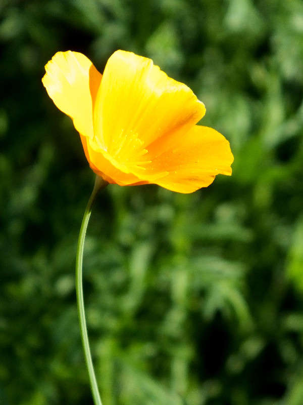 the flower of the sun ����� Arina Kolomiecz �� PhotoGeek.ru #����� #������ ��� ������� #����� ��������������