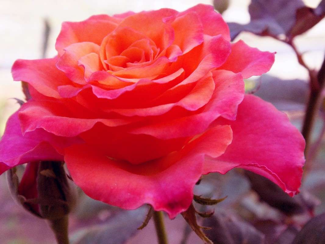 rose ����� Arina Kolomiecz �� PhotoGeek.ru #����� #������ ��� ������� #����� ��������������