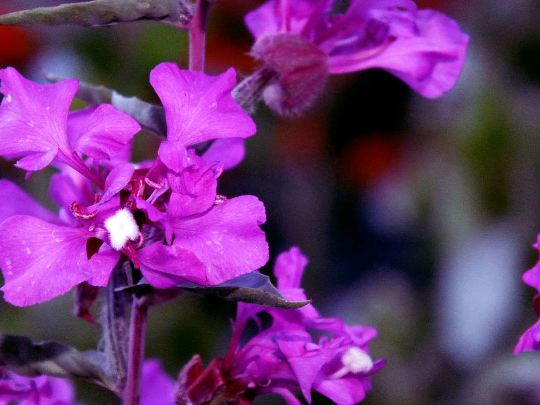 cultivated flowers ����� Arina Kolomiecz �� PhotoGeek.ru #����� #������ ��� �������