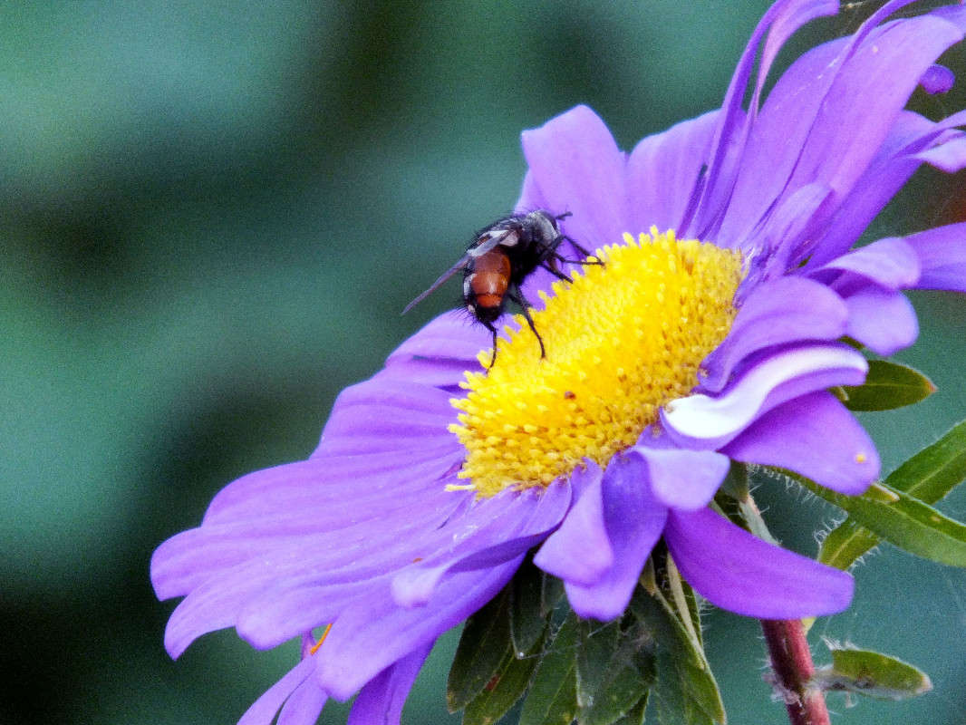 pollinated flower ����� Arina Kolomiecz �� PhotoGeek.ru #����� #�������� ��� #������ ��� ������� #����� �������������� #���������