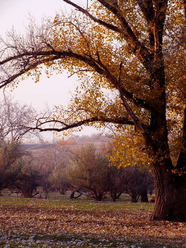 in the late of autumn ����� Arina Kolomiecz �� PhotoGeek.ru #������ ��� ������� #����� �������������� #����� ��������