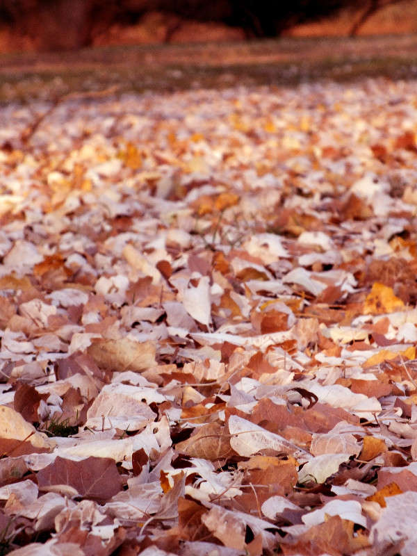 Autumn Leaves ����� Arina Kolomiecz �� PhotoGeek.ru #������ ��� ������� #����� �������������� #����� ��������