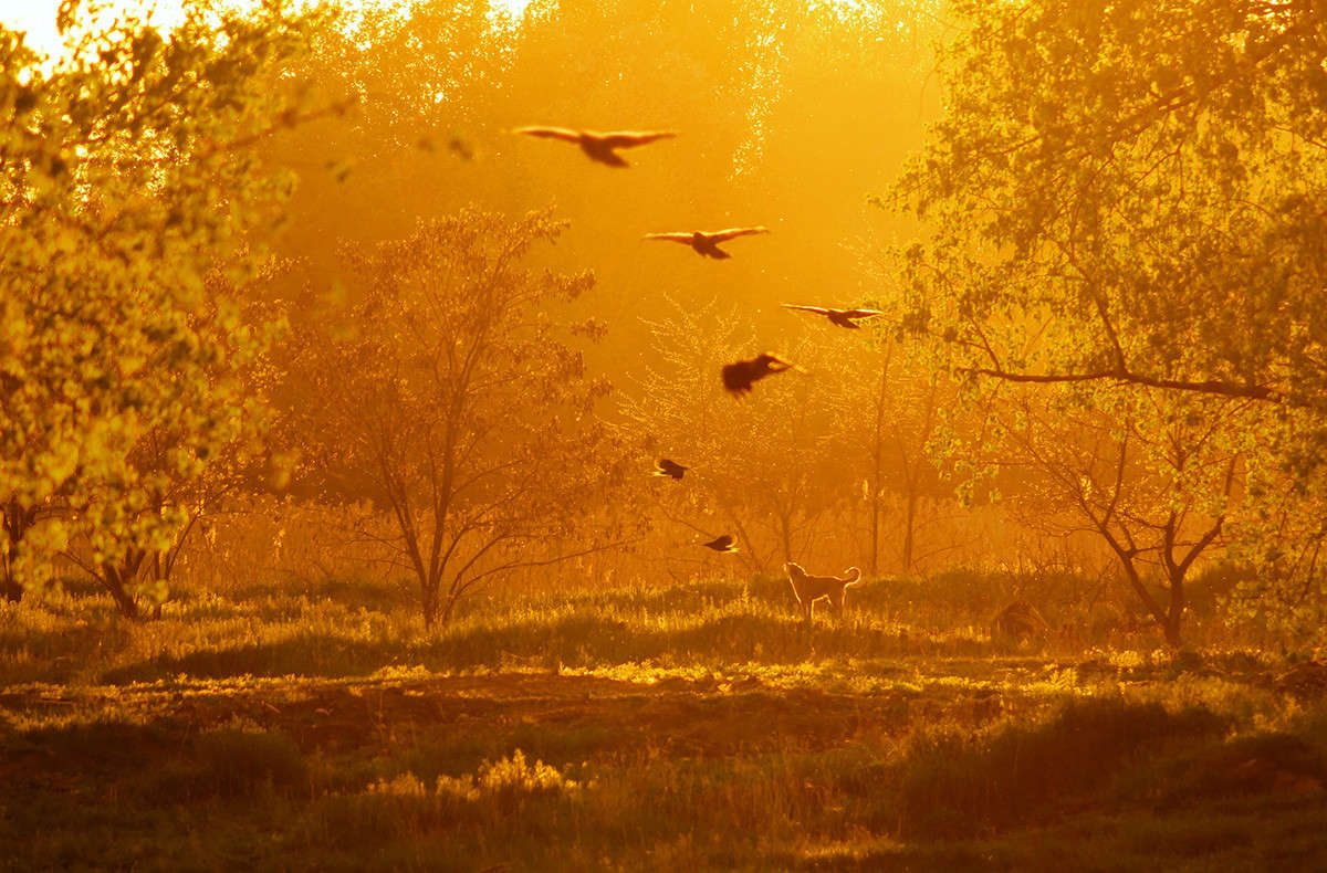 Fly Away автор Kenny Rafalsky на PhotoGeek.ru #Bird #Dog #Landscape #Ray #Sun #Sunset #Вороны #Закат #Лучи #Пейзаж #Птицы #Собака #Солнце #Трава