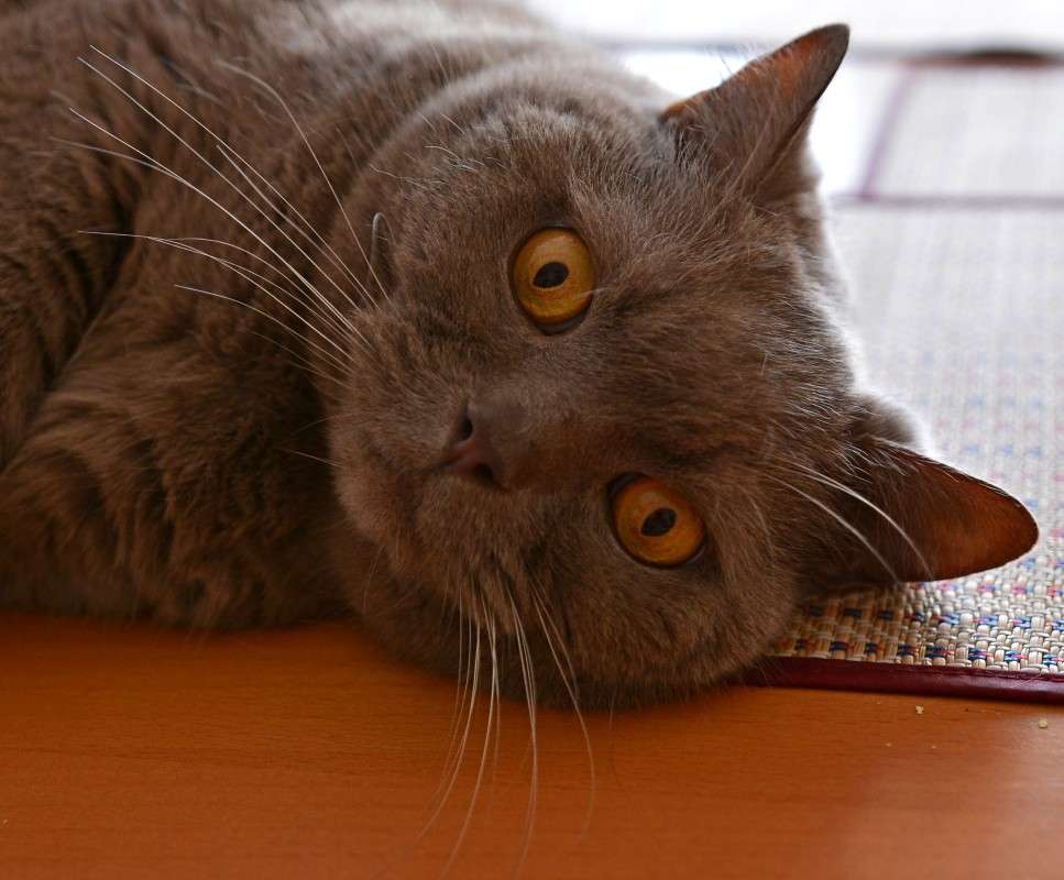 Agafon ����� �����  �� PhotoGeek.ru #�������� ��� #�������