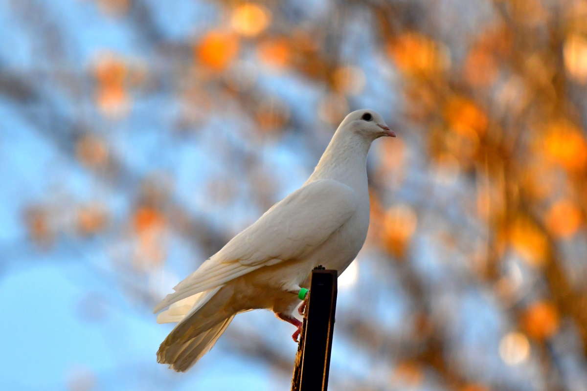 Пермский высоколётный голубь автор Игорь  на PhotoGeek.ru #Город #Животный мир #Домашний мир