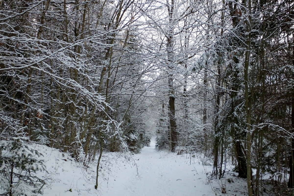 Зимняя дорога в лесу.. автор Игорь  на PhotoGeek.ru #Пейзаж или природа #Живая растительность