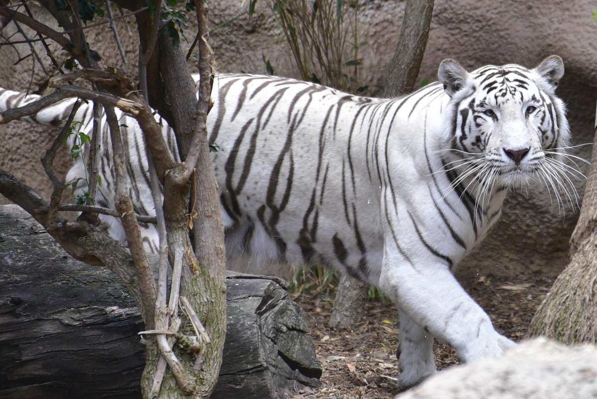 Белый тигр.. автор Игорь  на PhotoGeek.ru #Туризм #Животный мир #Репортаж