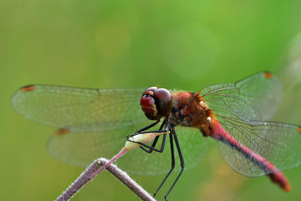 Dragonfly..     PhotoGeek.ru #