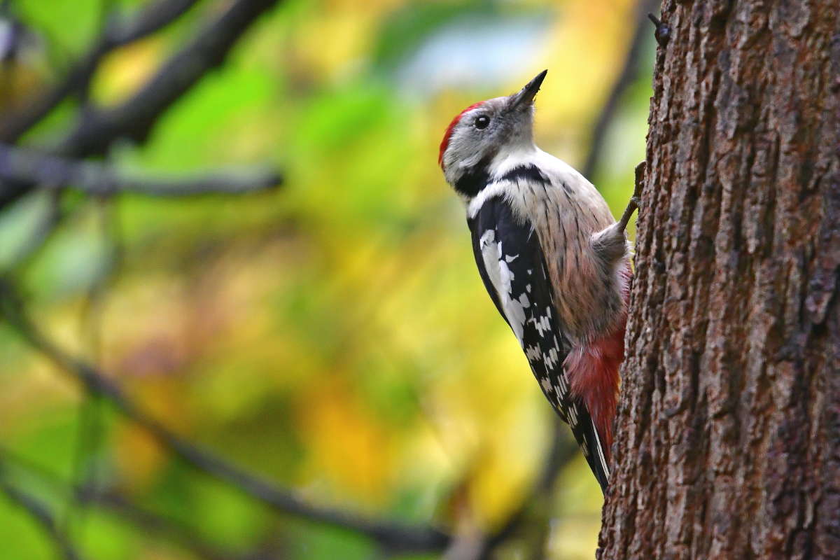 Woodpecker..     PhotoGeek.ru #  #   