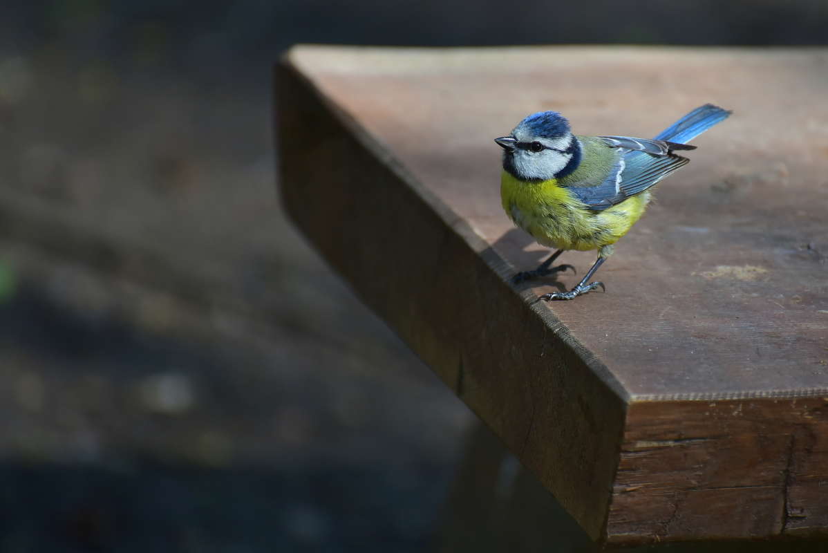 ... ����� �����  �� PhotoGeek.ru #�������� ���