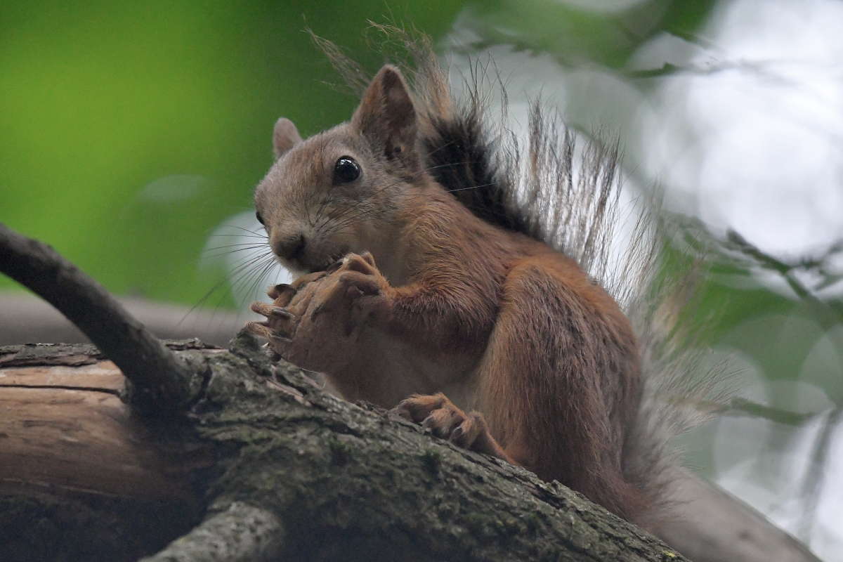 ... ����� �����  �� PhotoGeek.ru #�������� ���