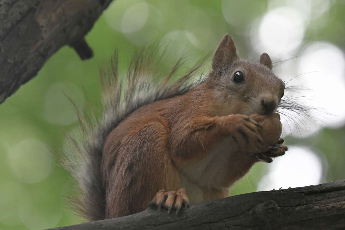 ... ����� �����  �� PhotoGeek.ru #�������� ���