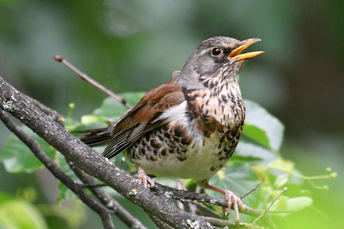 ... ����� �����  �� PhotoGeek.ru #�������� ���