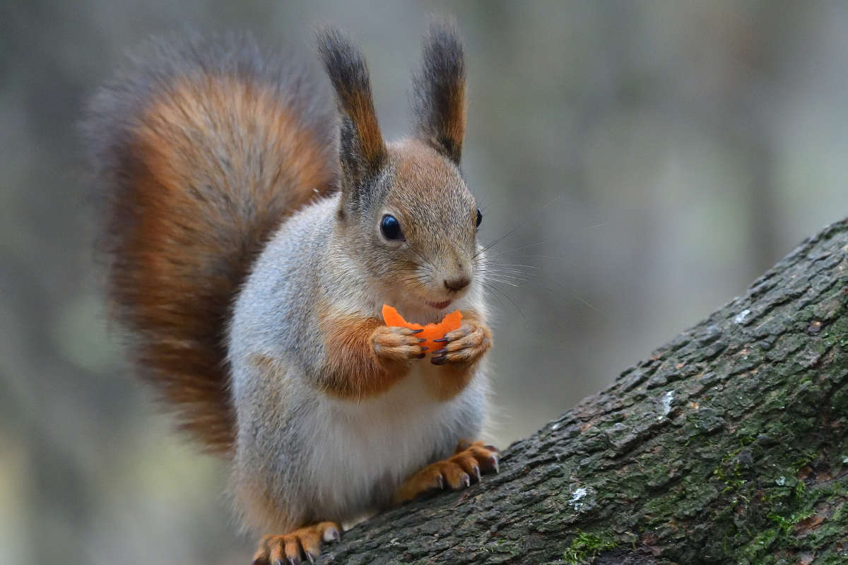 ... ����� �����  �� PhotoGeek.ru #�������� ���