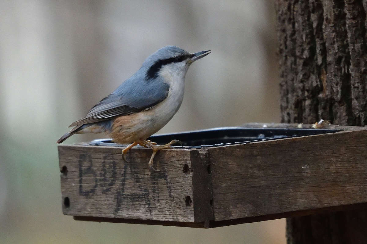 ... ����� �����  �� PhotoGeek.ru #�������� ���