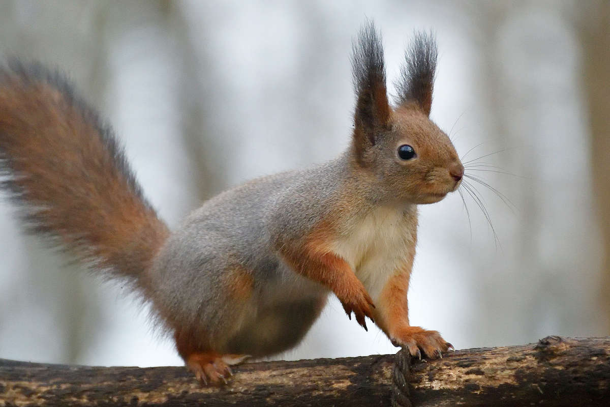 ... ����� �����  �� PhotoGeek.ru #�������� ���