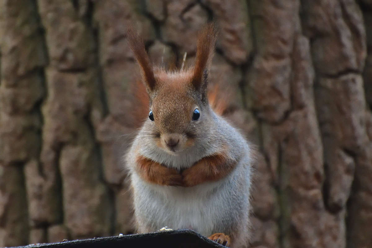 ... ����� �����  �� PhotoGeek.ru #�������� ���