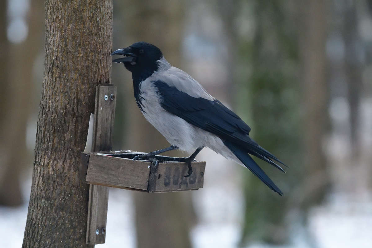 ... ����� �����  �� PhotoGeek.ru #�������� ���