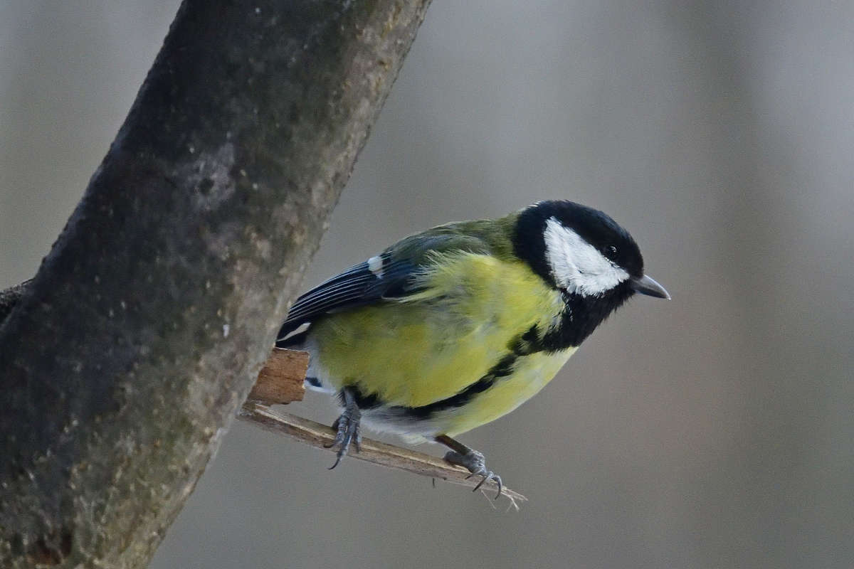 ... ����� �����  �� PhotoGeek.ru #�������� ���