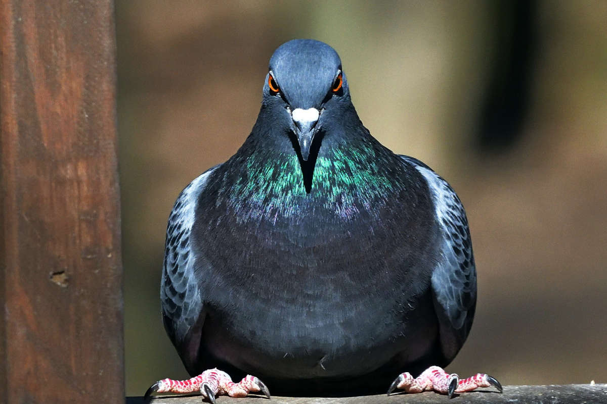 A close look.. ����� �����  �� PhotoGeek.ru #�������� ���