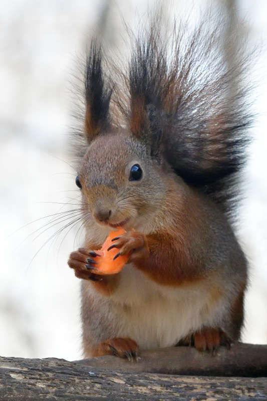 ... ����� �����  �� PhotoGeek.ru #�������� ���