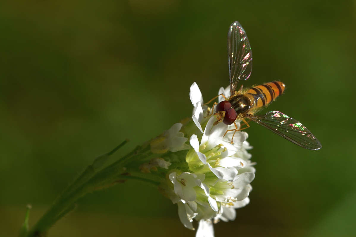 ... ����� �����  �� PhotoGeek.ru #�����