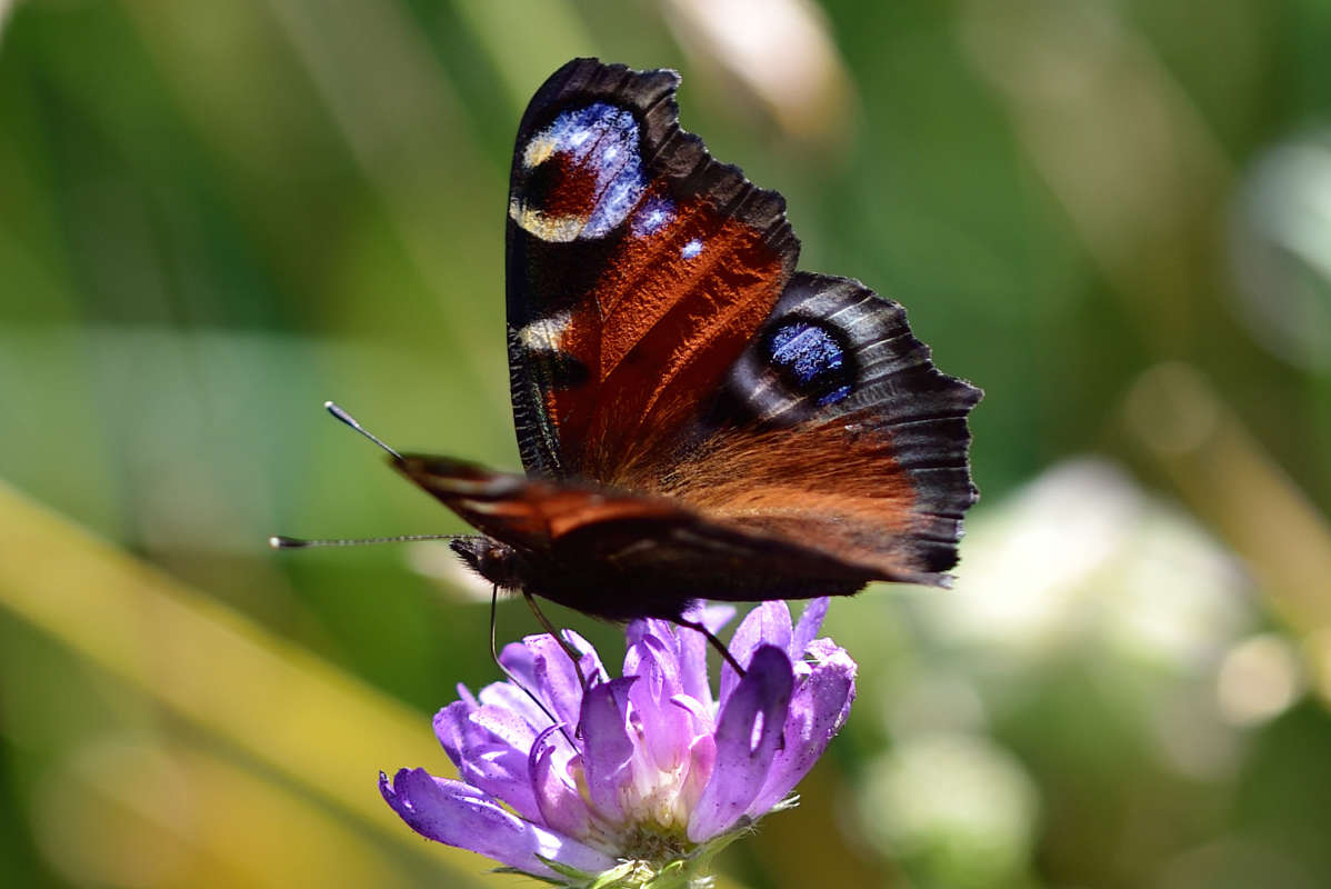 Butterfly.. ����� �����  �� PhotoGeek.ru #�����