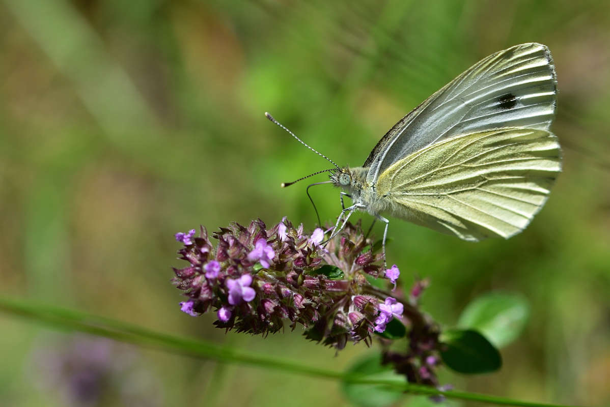 ... ����� �����  �� PhotoGeek.ru #�����