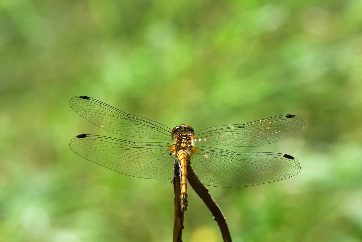 ... ����� �����  �� PhotoGeek.ru #�����