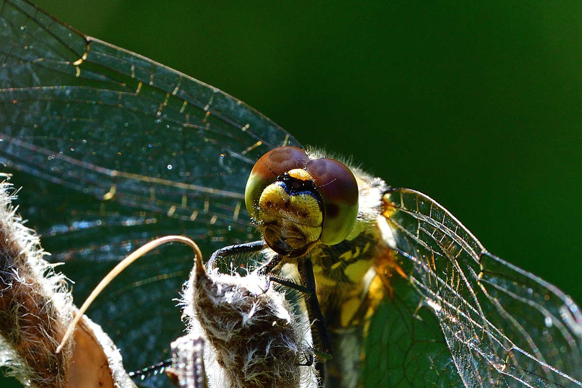 ... ����� �����  �� PhotoGeek.ru #�����