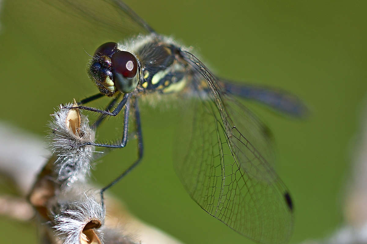 ... ����� �����  �� PhotoGeek.ru #�����