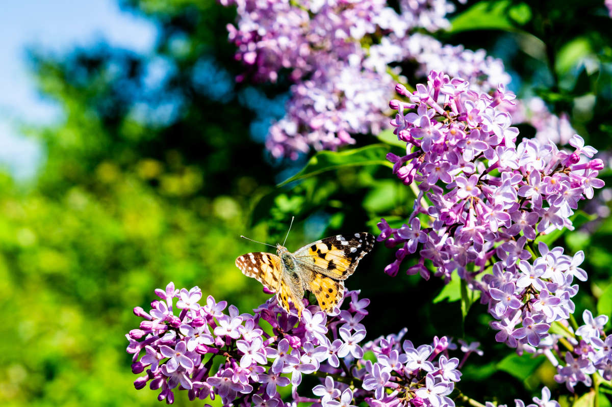 Бабочка автор Катя  Еремина на PhotoGeek.ru #Макро #Животный мир #Пейзаж или природа #Насекомые