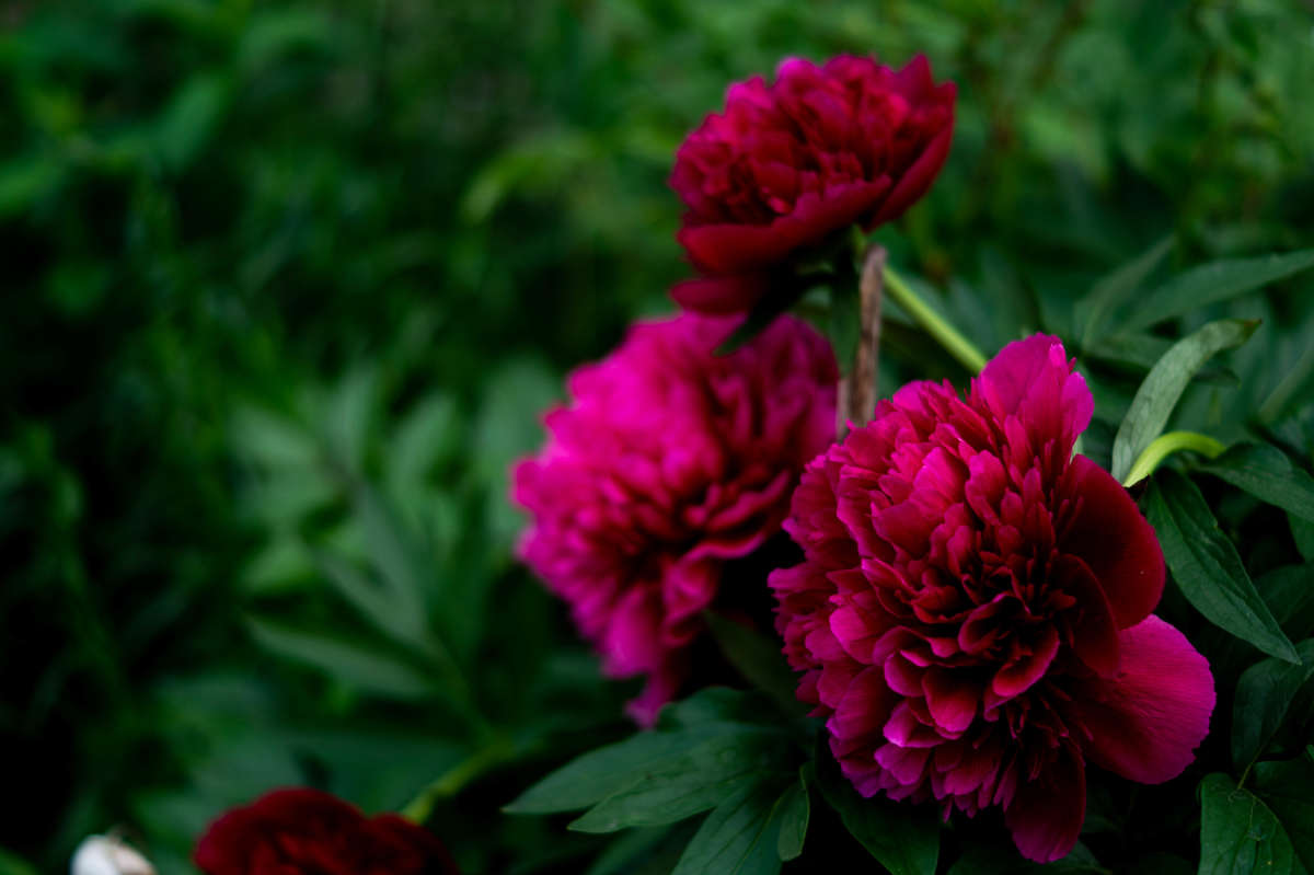 Пионы автор Катя  Еремина на PhotoGeek.ru #Пейзаж или природа #Живая растительность #Цветы