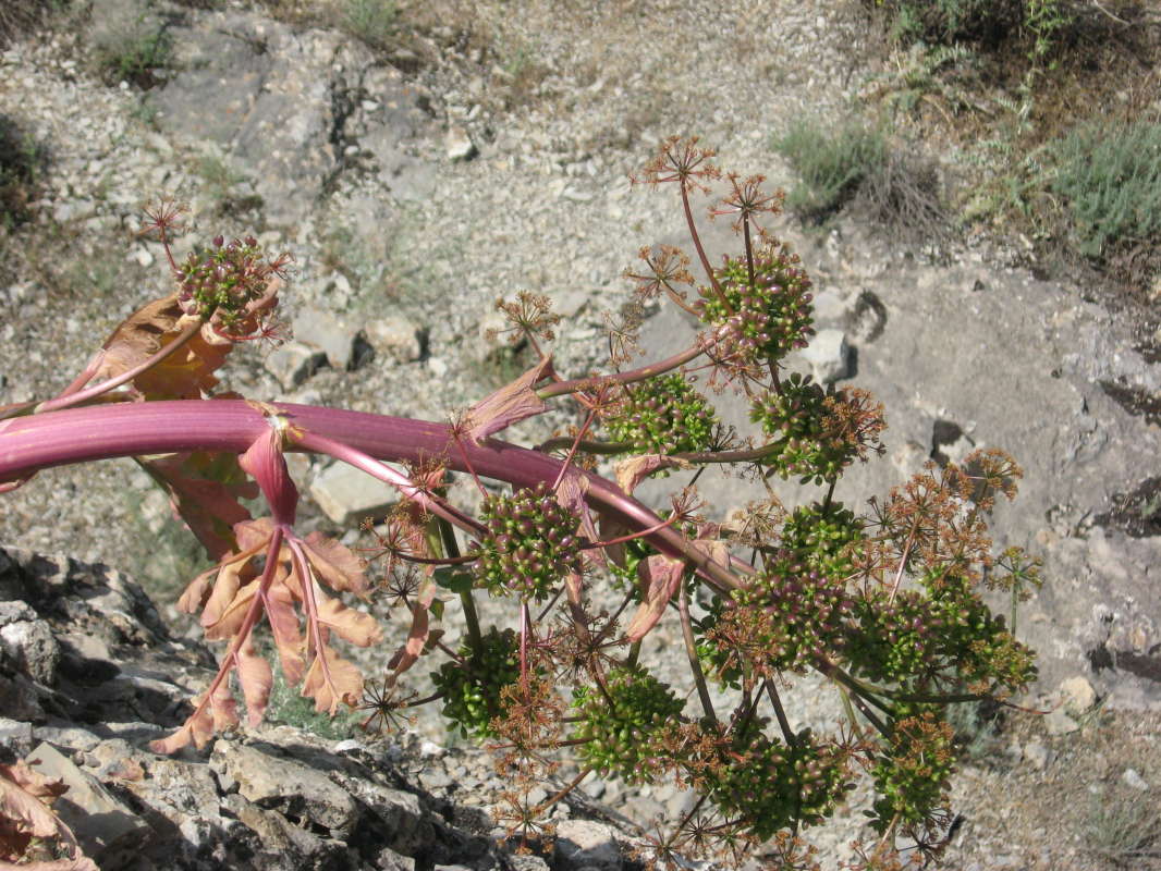 �����... ����� �����������  �� PhotoGeek.ru #������ ��� �������