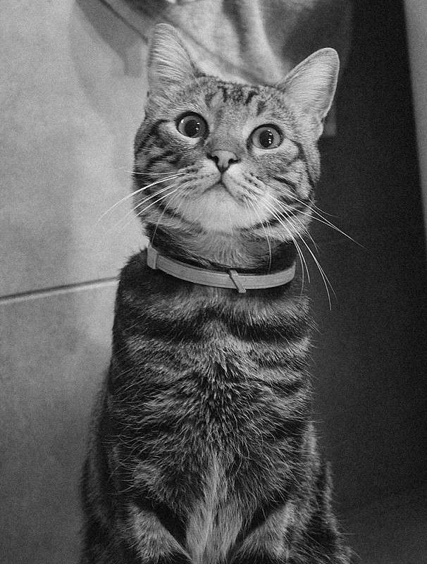 Retro Catze ����� Jack Hill �� PhotoGeek.ru #�������� ��� #Cat #Catze #Retro #���